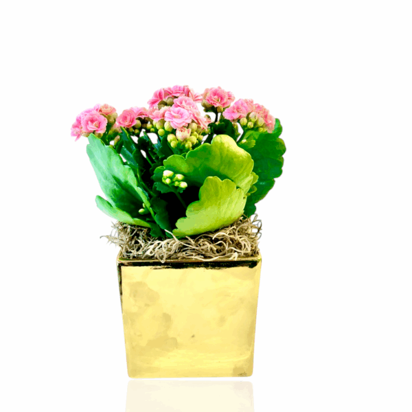 Calandiva - Kalanchoe in a Gold Cube - Image 3