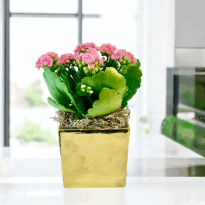 Calandiva - Kalanchoe in a Gold Cube