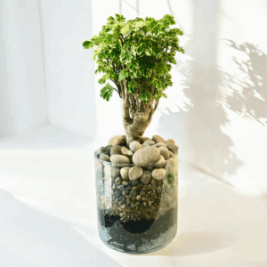 Aralia Ming Parsley Bonsai