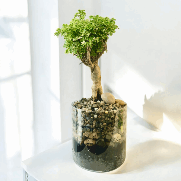 Aralia Ming Parsley Bonsai - Image 2