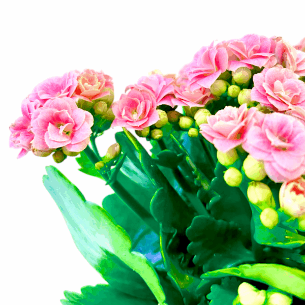 Calandiva - Kalanchoe in a Gold Cube - Image 4