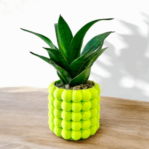 Snake in a Pineapple Pot
