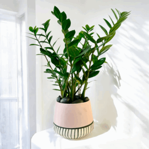 ZZ Potted in Pixie Pot