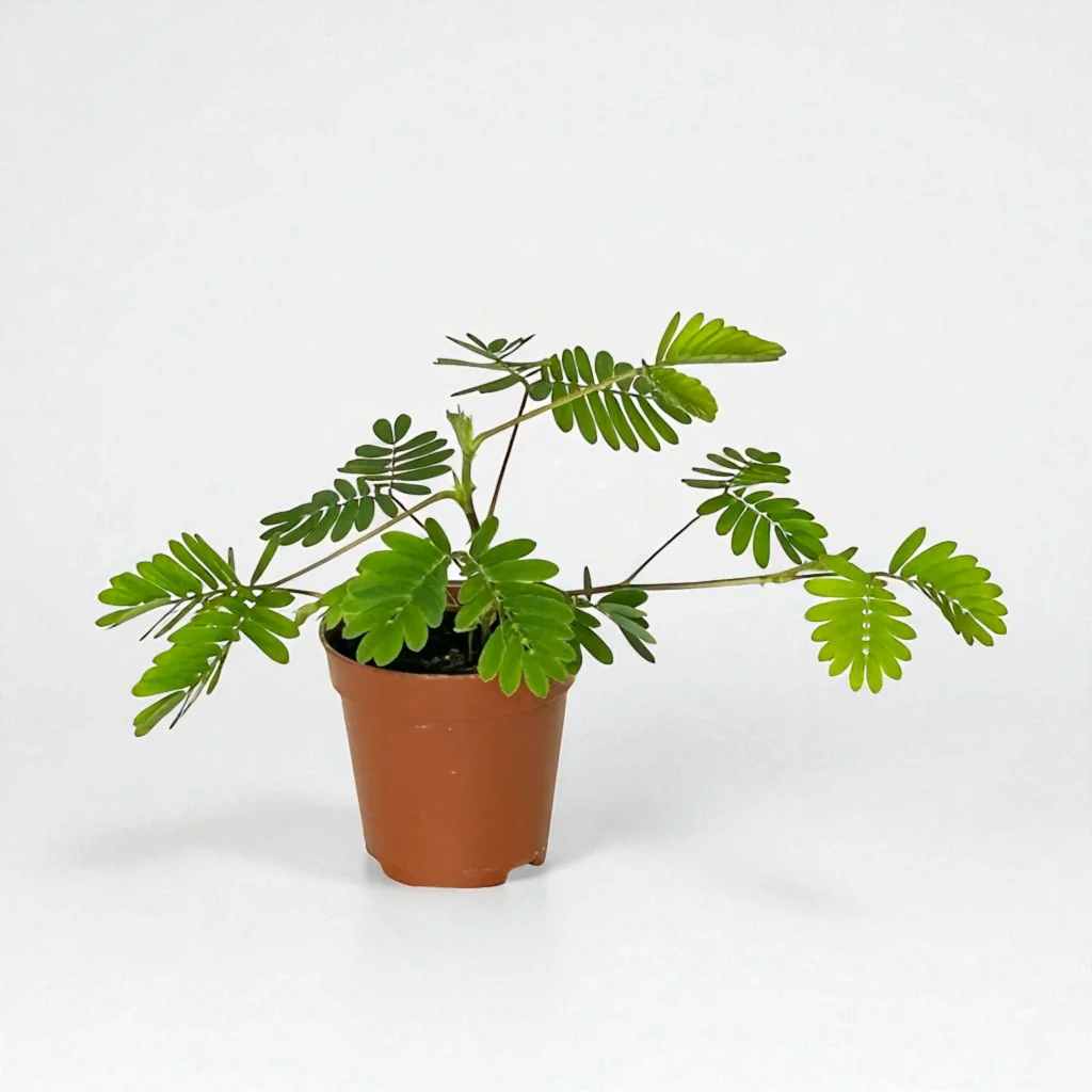 Mimosa pudica - MICRO PLANT STUDIO