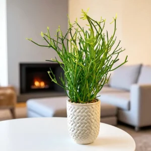 Potted Pencil Cactus