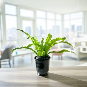 Potted Bird Nest Fern