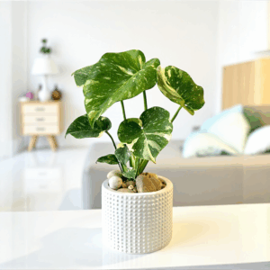 Thai Constellation Monsteras Potted