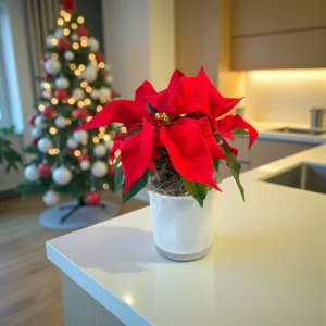 Poinsettia 4" in White Pot
