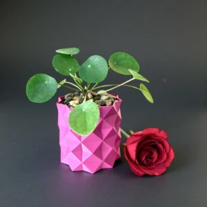 FRIENDSHIP PILEA PLANT