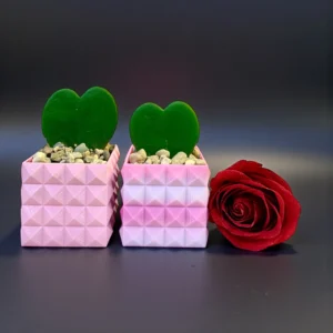 HOYA HEART IN PINK POT