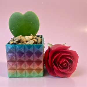 Hoya Heart in Rainbow Pot