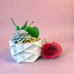 Hoya Hearts Mini Terrariums