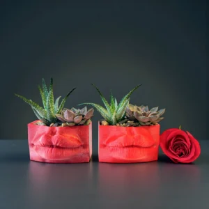 KISS ME-RED: SUCCULENTS