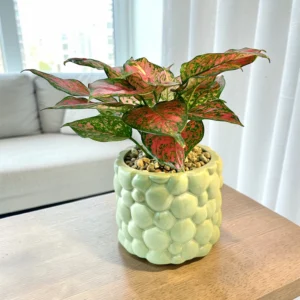 Chinese evergreen Aglaonema Lady Valentine