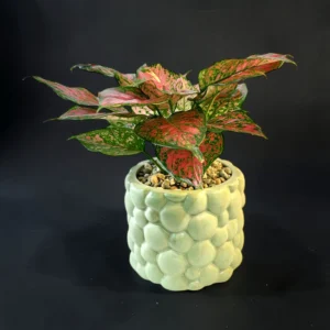 Chinese evergreen Aglaonema Lady Valentine