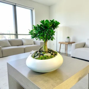 FICUS BONSAI POTTED
