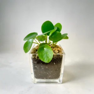 Pilea in Glass Cube