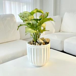 Syngonium 'Milk Confetti'