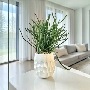 Pencil Cactus in Dented Pot