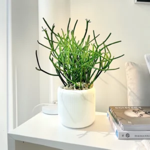 Pencil Cactus in Ribbed Pot