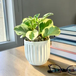 Varigated Peperomia 4"