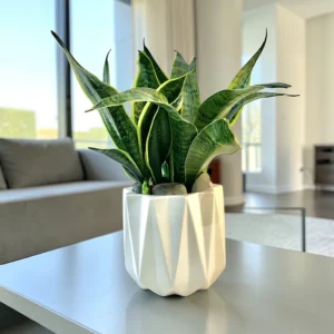 Snake Potted in Diamond Pot