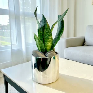 Potted Snake in Silver Cylinder