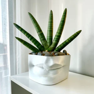 starfish Sansevieria in 3D LIPS