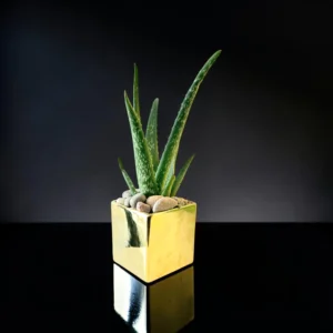 POTTED ALOE 4"
