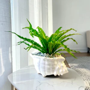 Birdnest Fern Potted