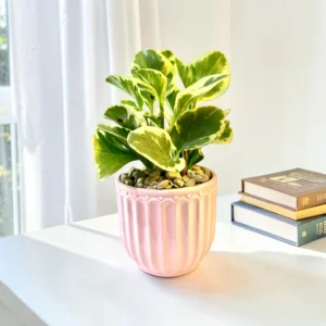 Varigated Peperomia: Pink Pot 4"