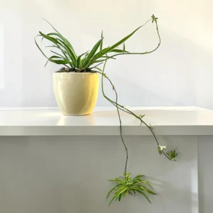 Potted Spider Plant