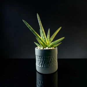 Starfish Sansevieria in Ceramic Pot