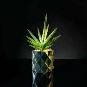 Starfish Sansevieria in 3D Pot