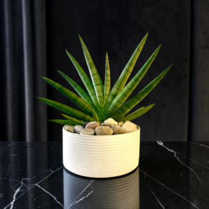 Starfish Sansevieria Potted