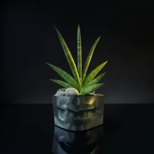 starfish Sansevieria in 3D LIPS