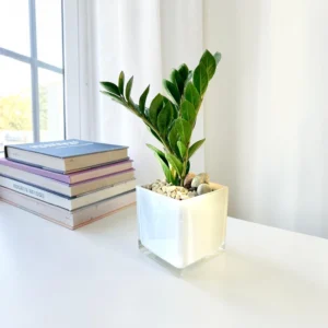 ZZ Potted 4"