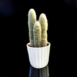 OLD MAN CACTUS
