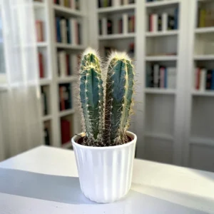 PILOSOCEREUS PACHYCLADUS CACTUS