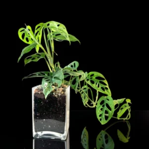 Swiss Cheese Philo in Glass
